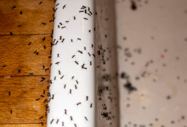 Best Pest Prevention Services  in Centereach, NY